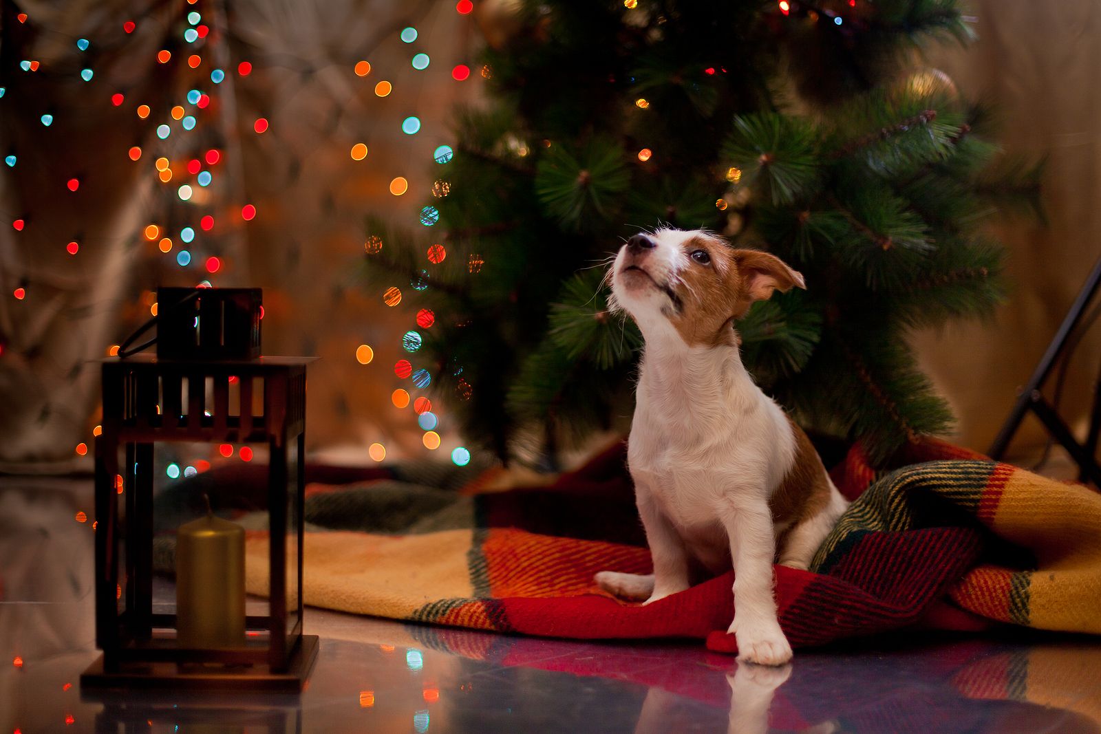 Los veterinarios piden no regalar un animal en Navidad si se ignoran las obligaciones 