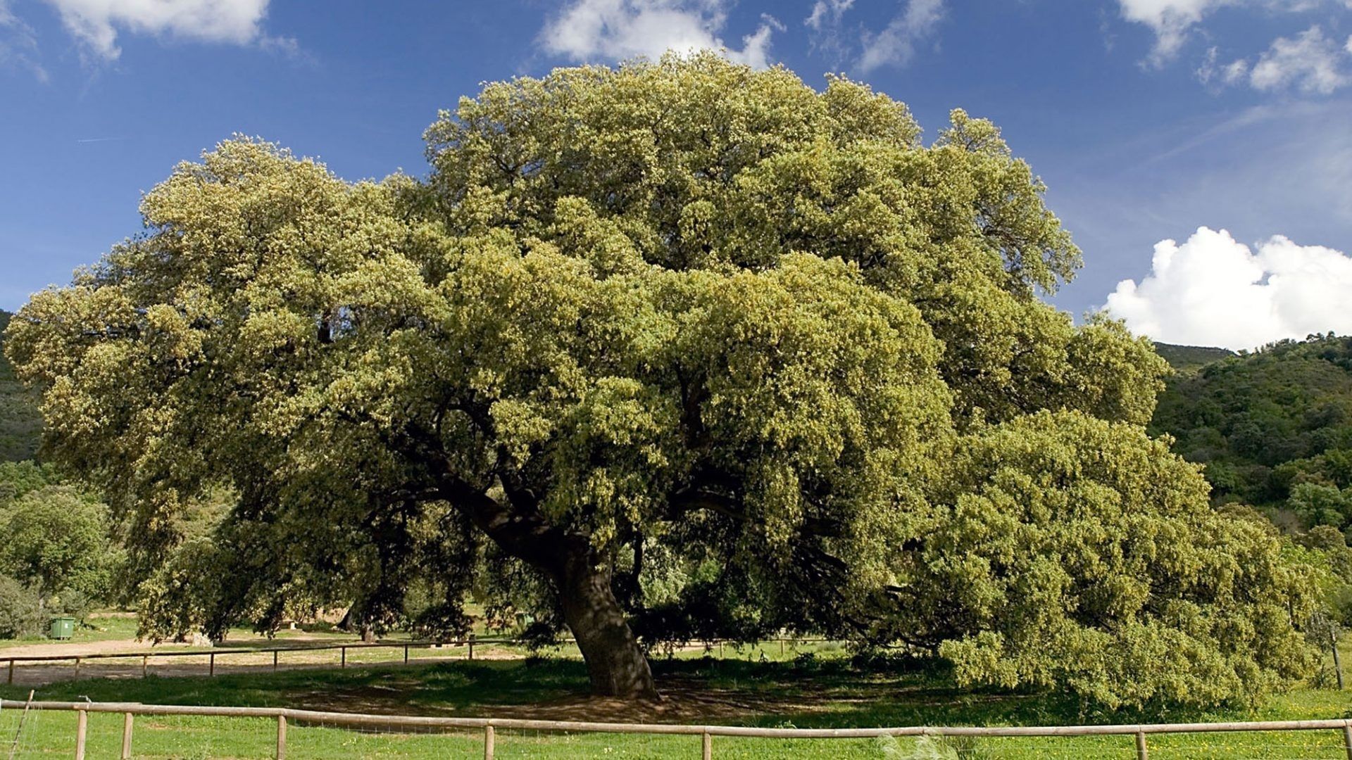 El árbol más bonito de España