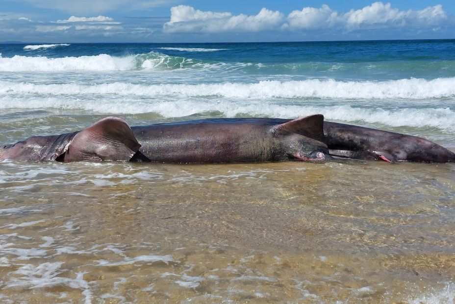 EuropaPress 5381743 cuerpo tiburon peregrino seis metros largo aparecido playa doninos ferrol