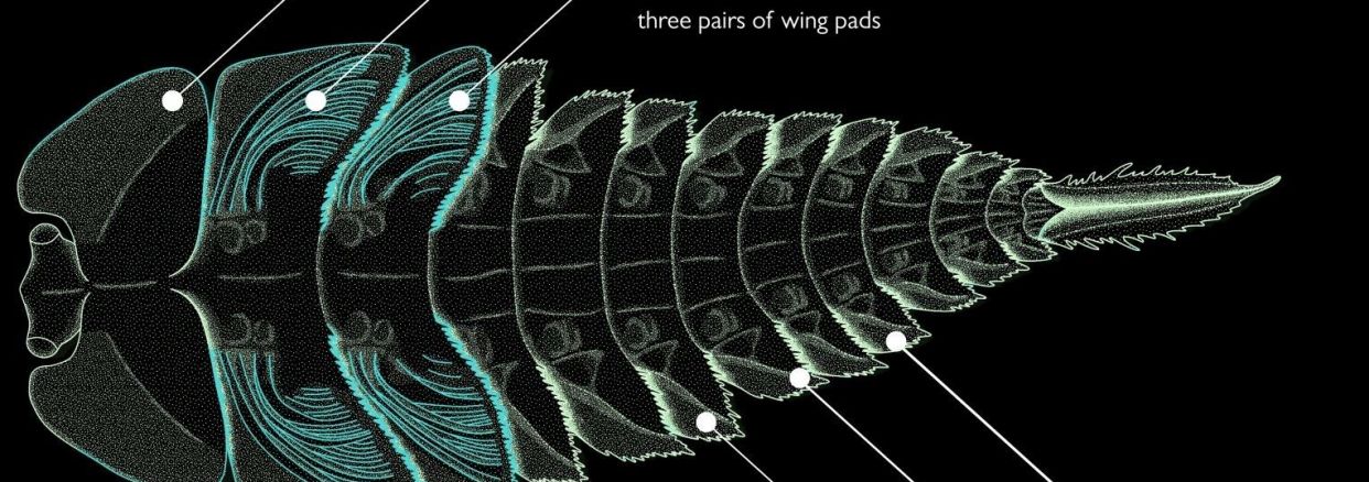 Nuevos hallazgos muestran que las alas de los insectos pueden haber evolucionado de las branquias (EuropaPress)