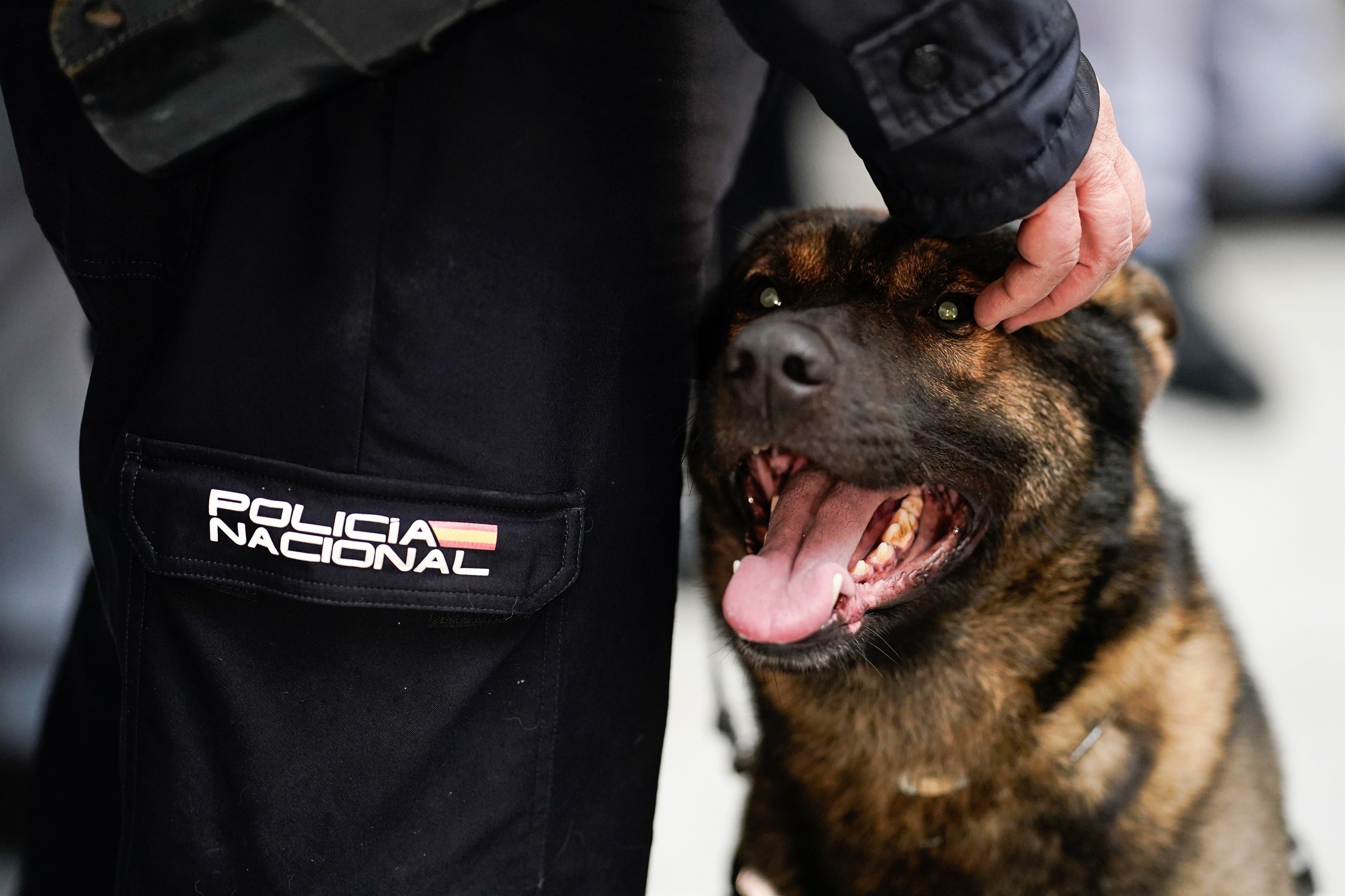 'Adopta un héroe de 4 patas' busca dueño a perros jubilados de los Cuerpos de Seguridad