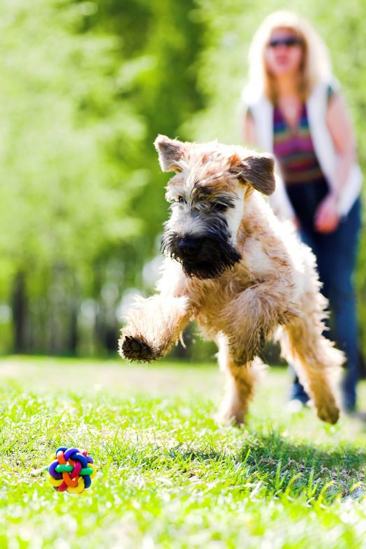 bigstock Running dog on green grass and 26317883