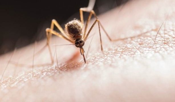 EuropaPress 2339456 mosquitos transmiten parasito plasmodium causa malaria