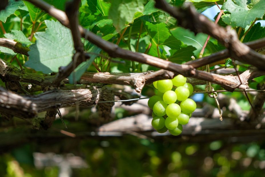 La modificación genética de la levadura del vino puede producir serotonina (Bigstock)