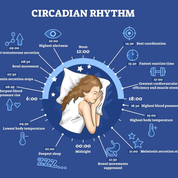 La sincronización entre los relojes circadianos y periféricos es esencial para nuestra salud. bigstock 
