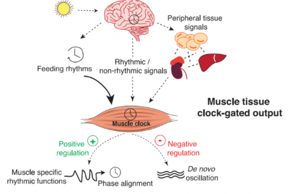 La sincronización entre los relojes circadianos y periféricos es esencial para nuestra salud