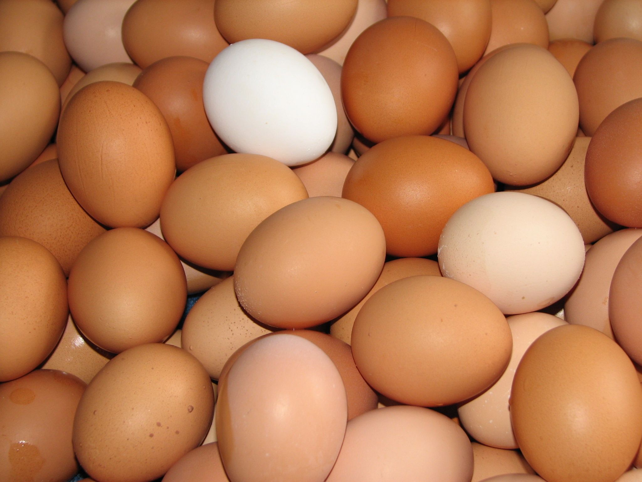 La razón por la que no hay huevos blancos en los supermercados (Bigstock)