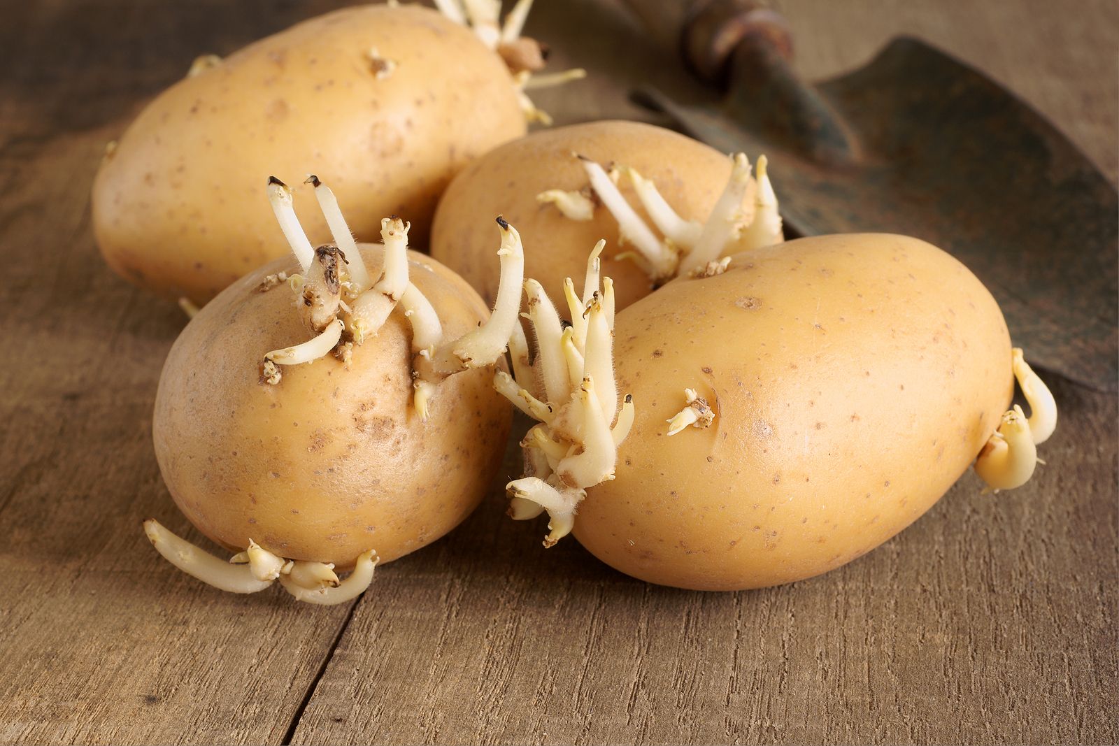 El truco que no conocías para evitar que a tus patatas les salgan brotes (Big Stock)