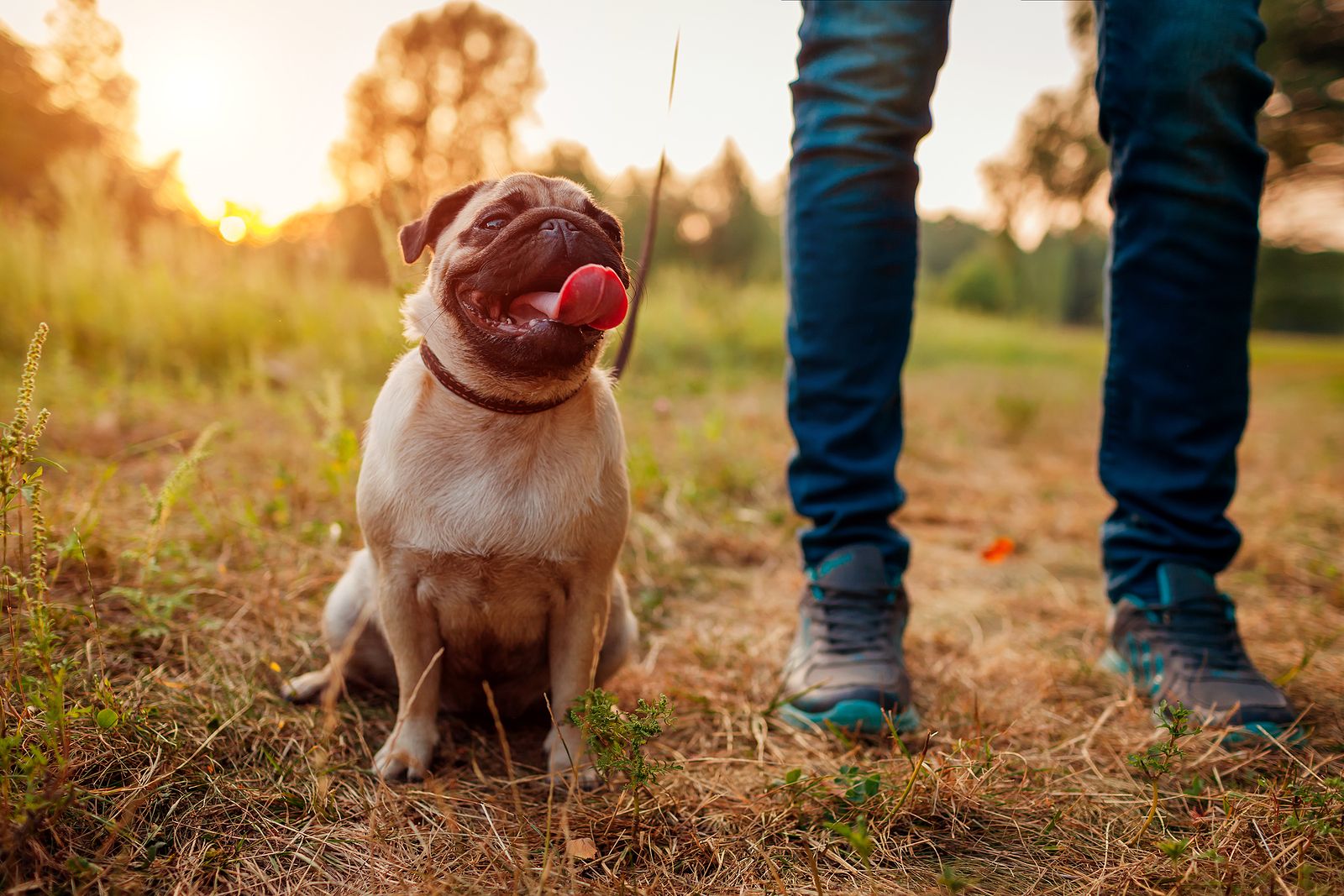 ¿Por qué asegurar a tu mascota?