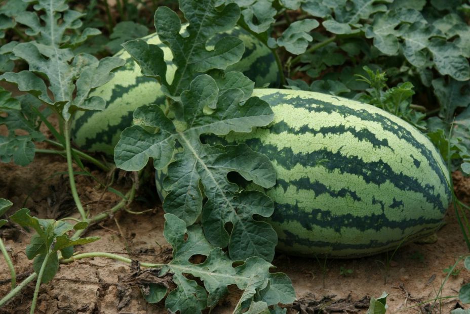 Guía práctica para elegir la mejor sandía o melón del supermercado y truco para madurarlas en casa (Big Stock)