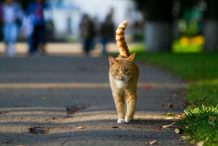 Los factores por los que los gatos rascan muebles y cómo prevenirlos (Europa Press)