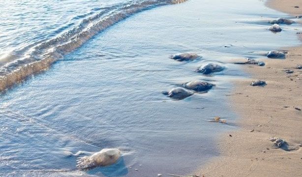La app que te avisa de en qué playas del litoral mediterráneo andaluz hay medusas (Europa Press)