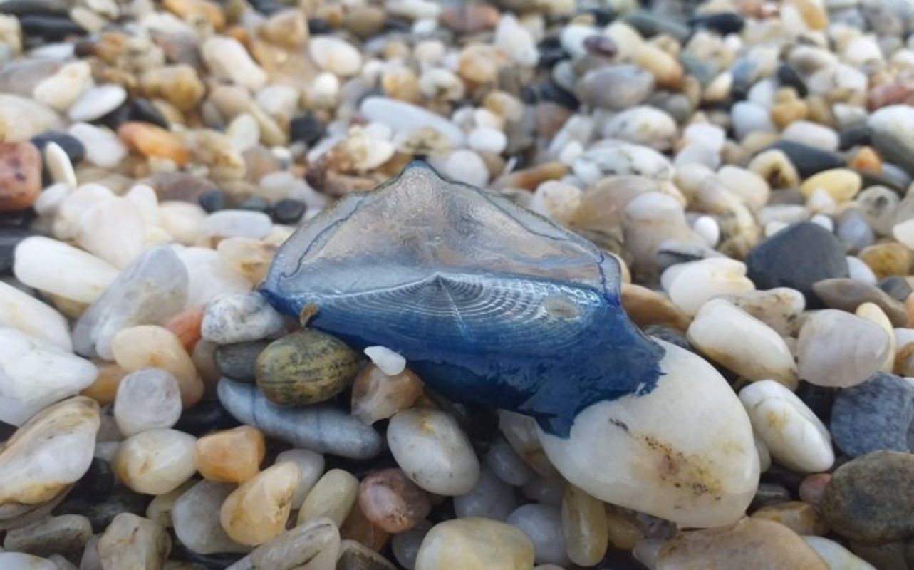 La app que te avisa de en qué playas del litoral mediterráneo andaluz hay medusas