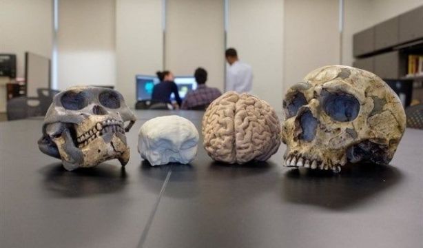 Se resuelve el enigma del tamaño del cerebro y la singularidad humana (Europa Press)