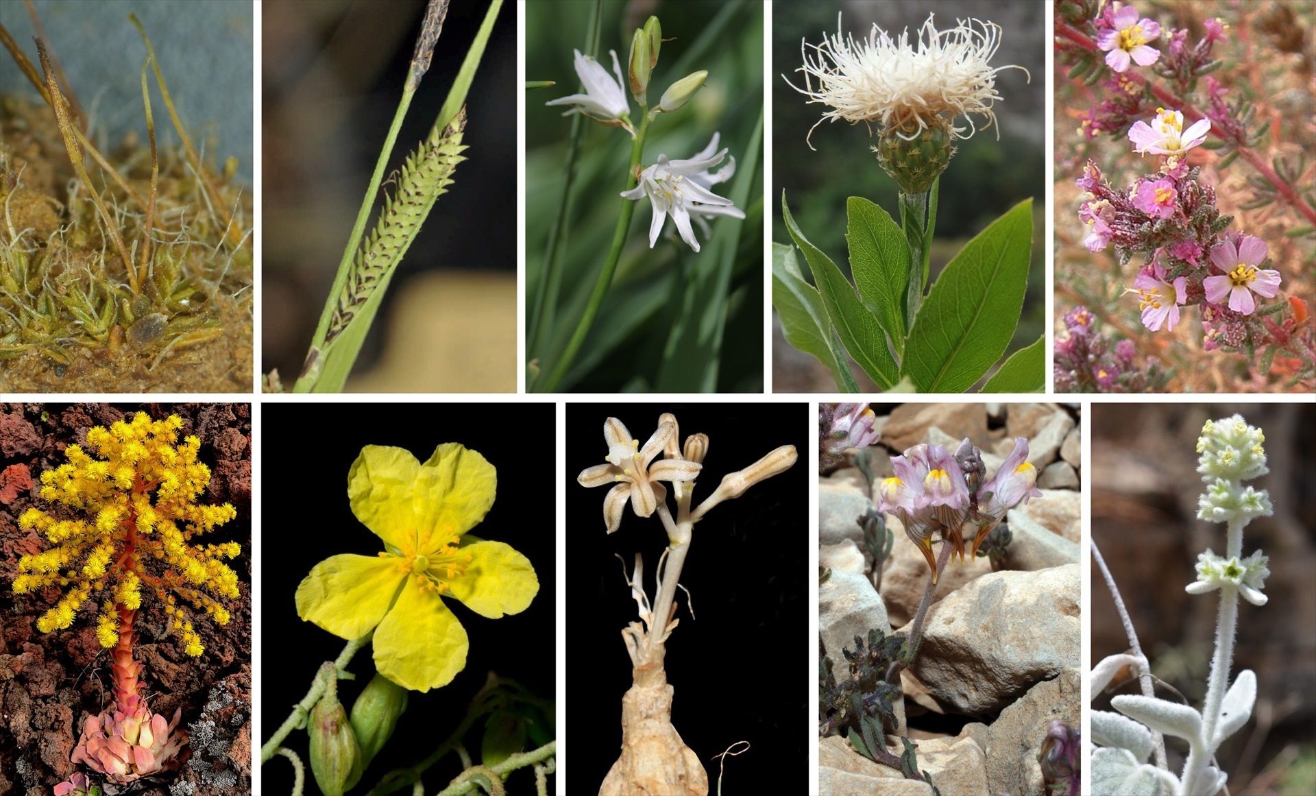 La botánica, una ciencia muy viva en España: describen más de 40 especies de plantas nuevas en 2023 (Europa Press)