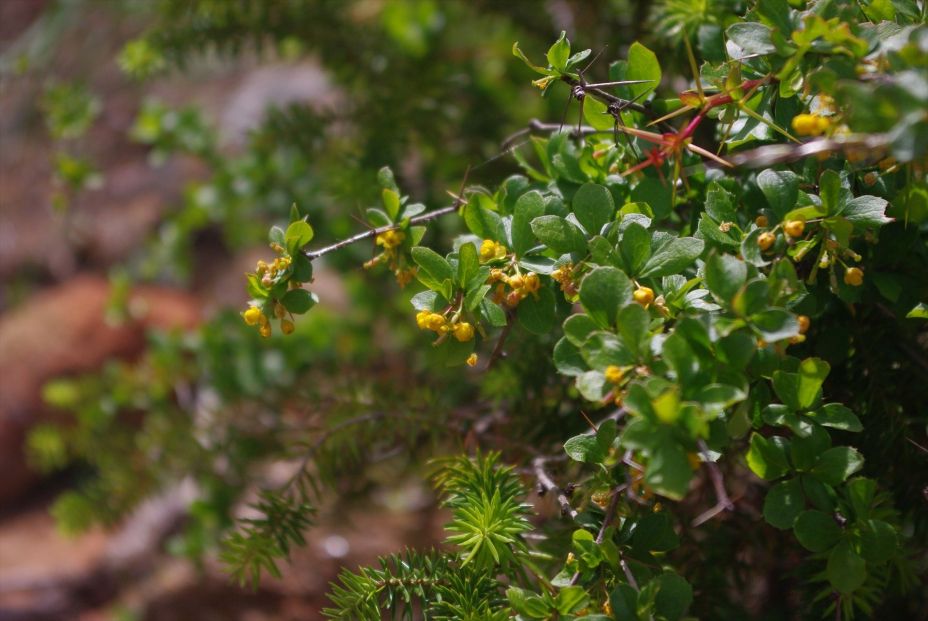 Investigadores botánicos españoles describieron más de 40 especies de plantas nuevas en 2023 (Europa Press)