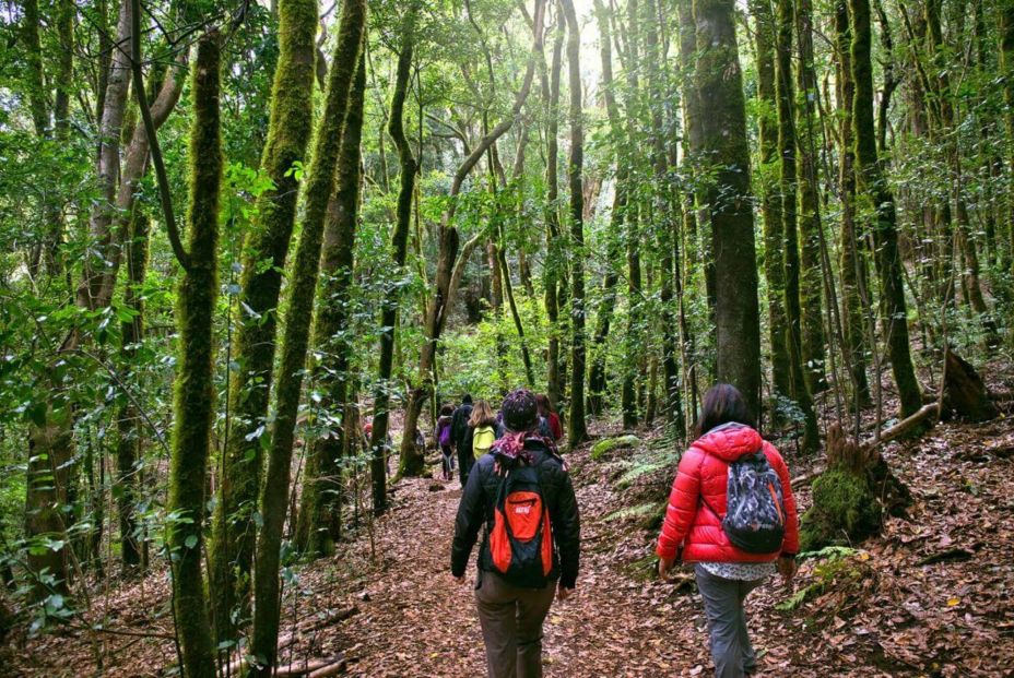 Estas son las 7 maravillas de España, según National Geographic. Garajonay , La Gomera web. 