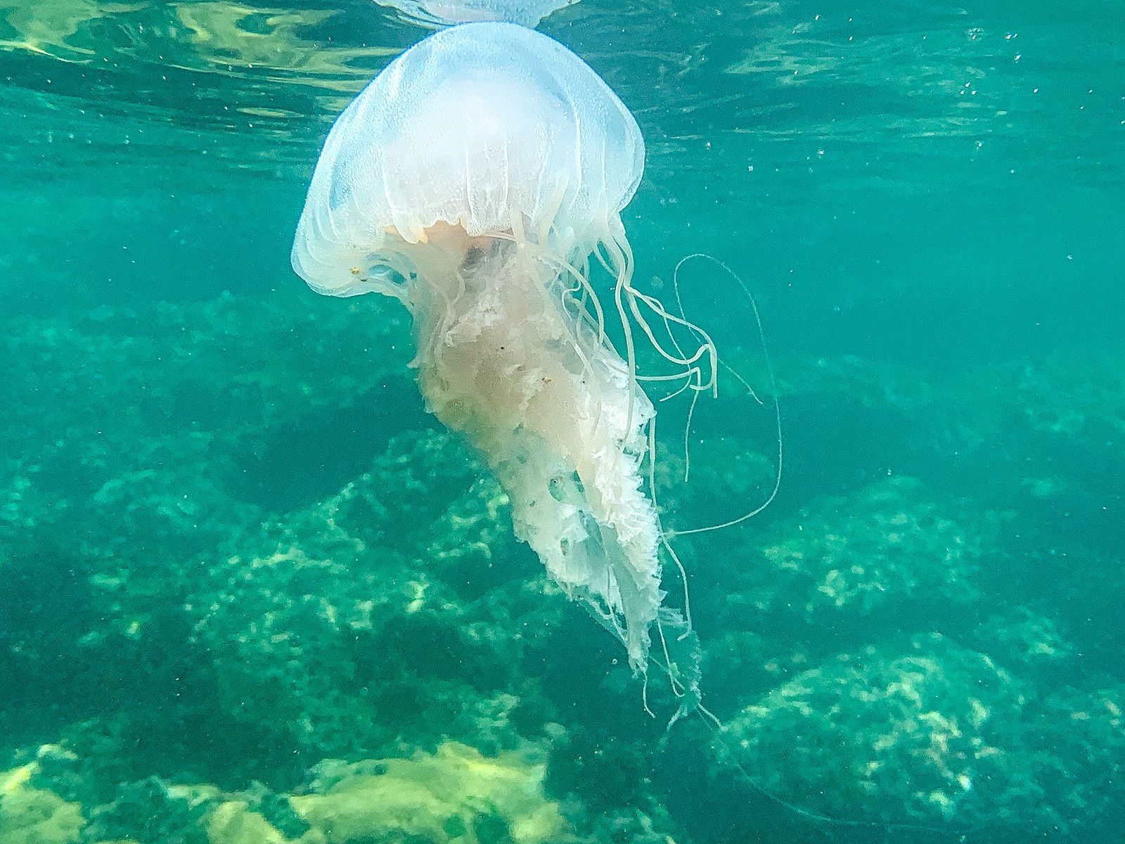 Medusas en España: conoce qué tipos hay y cuáles son las más peligrosas