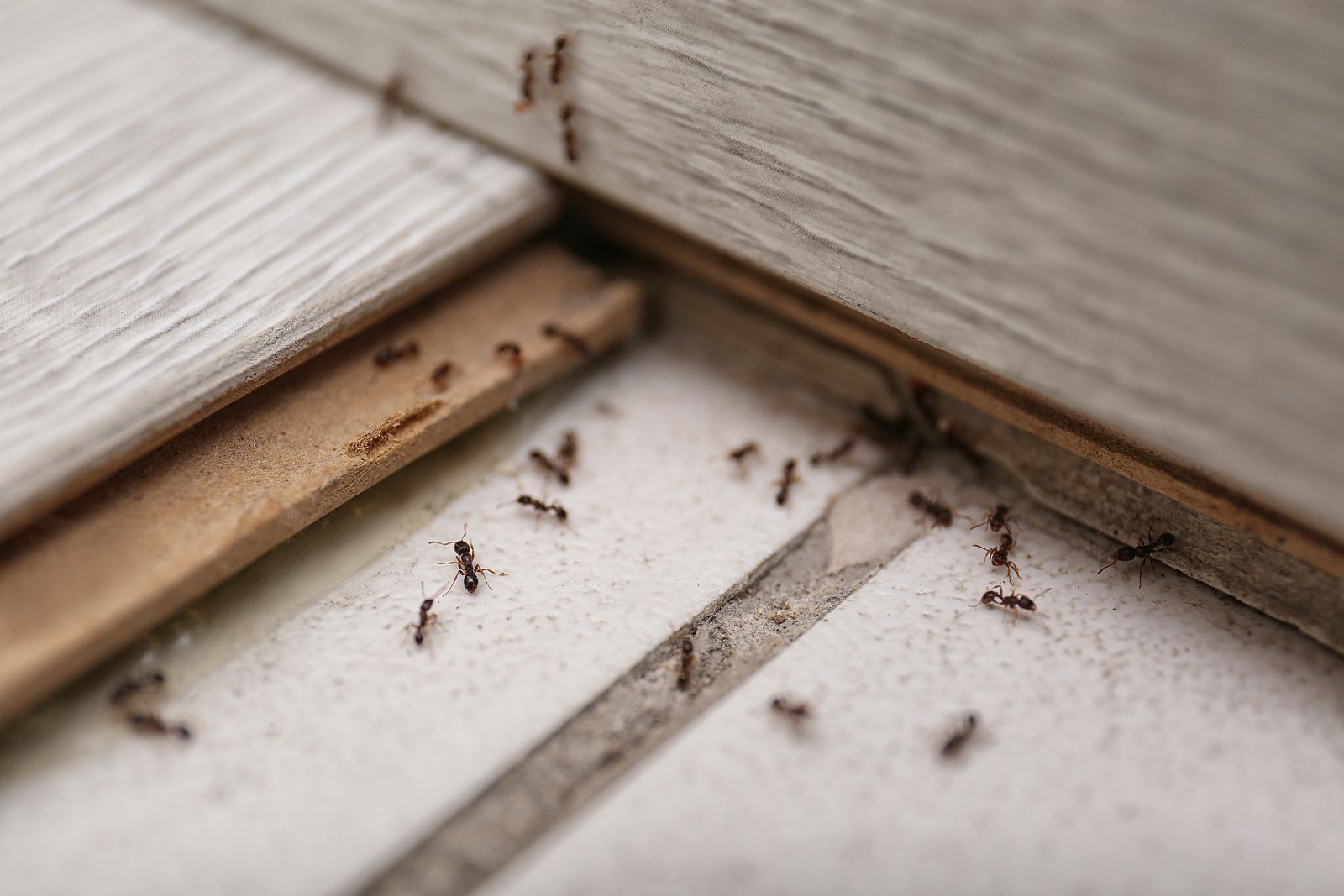 Con este truco infalibre podrás ahuyentar a las hormigas en verano