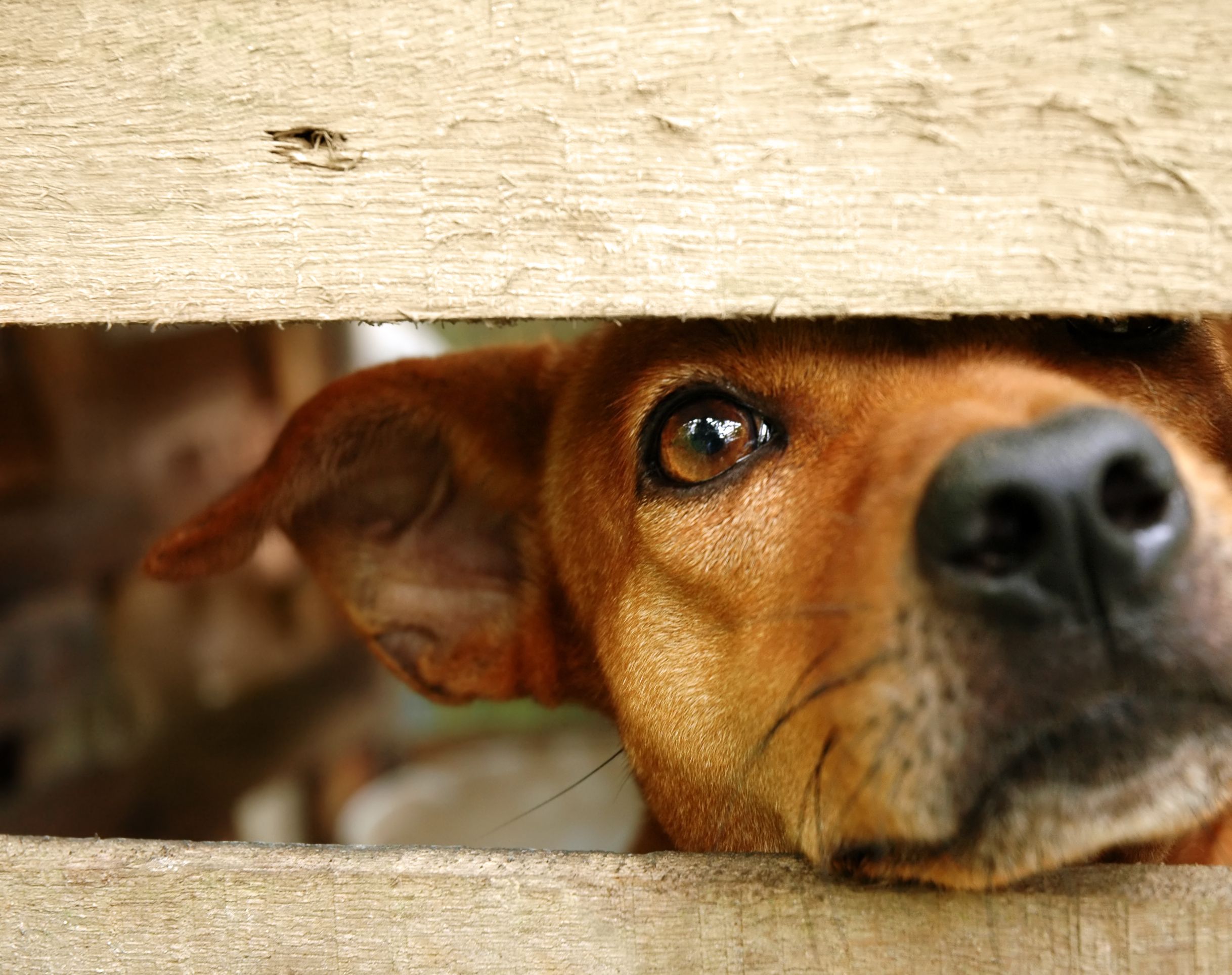 Abandonar a tu mascota este verano puede costarte una multa de hasta 50.000 euros. bigstock 