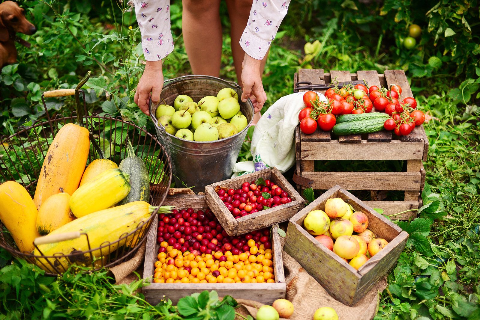 Claves de la nueva Estrategia Nacional de Alimentación, una oportunidad para mejorar lo que comemos