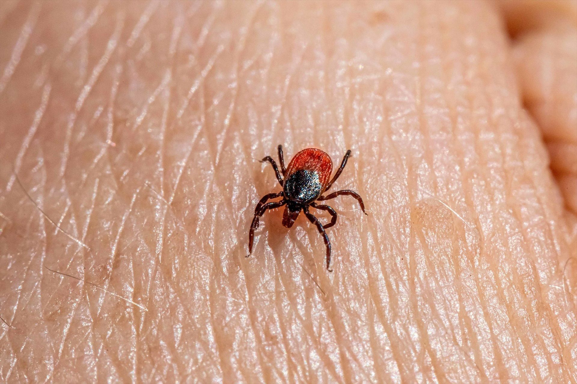 Cuidado con las garrapatas este verano: Sanidad recomienda tomar medidas preventivas