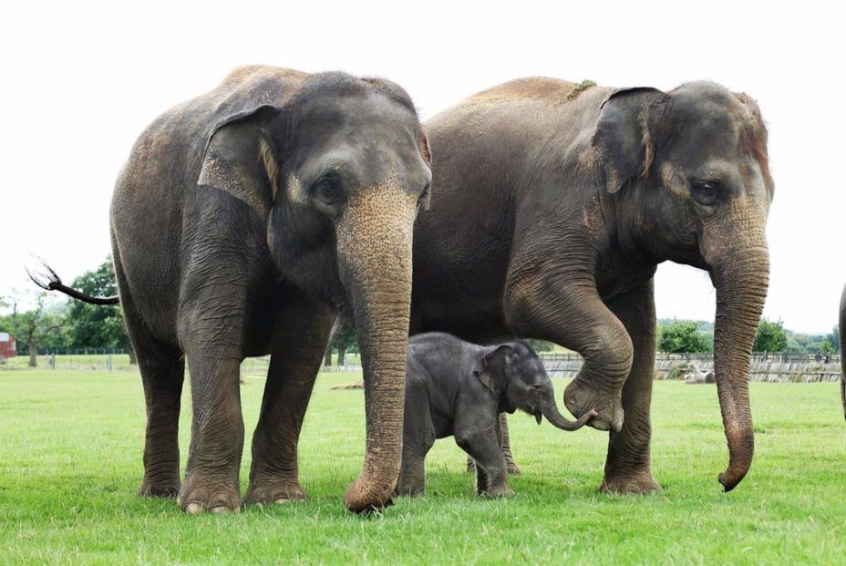 Las 3 especies de elefantes que existen se encuentran a punto de extinguirse, según WWF, EuropaPress.