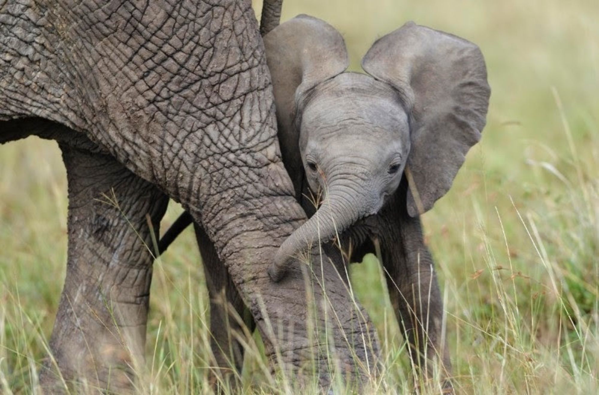 Las 3 especies de elefantes que existen se encuentran a punto de extinguirse, según WWF. EuropaPress