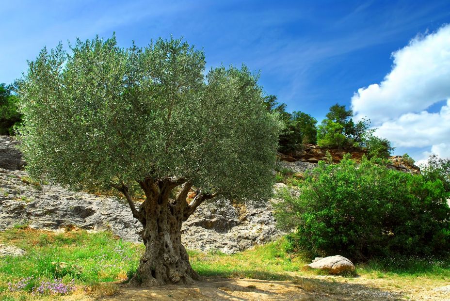 bigstock Old Olive Tree 2712951