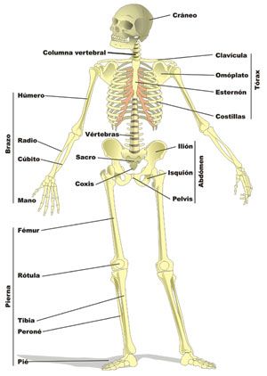 esqueleto (1)