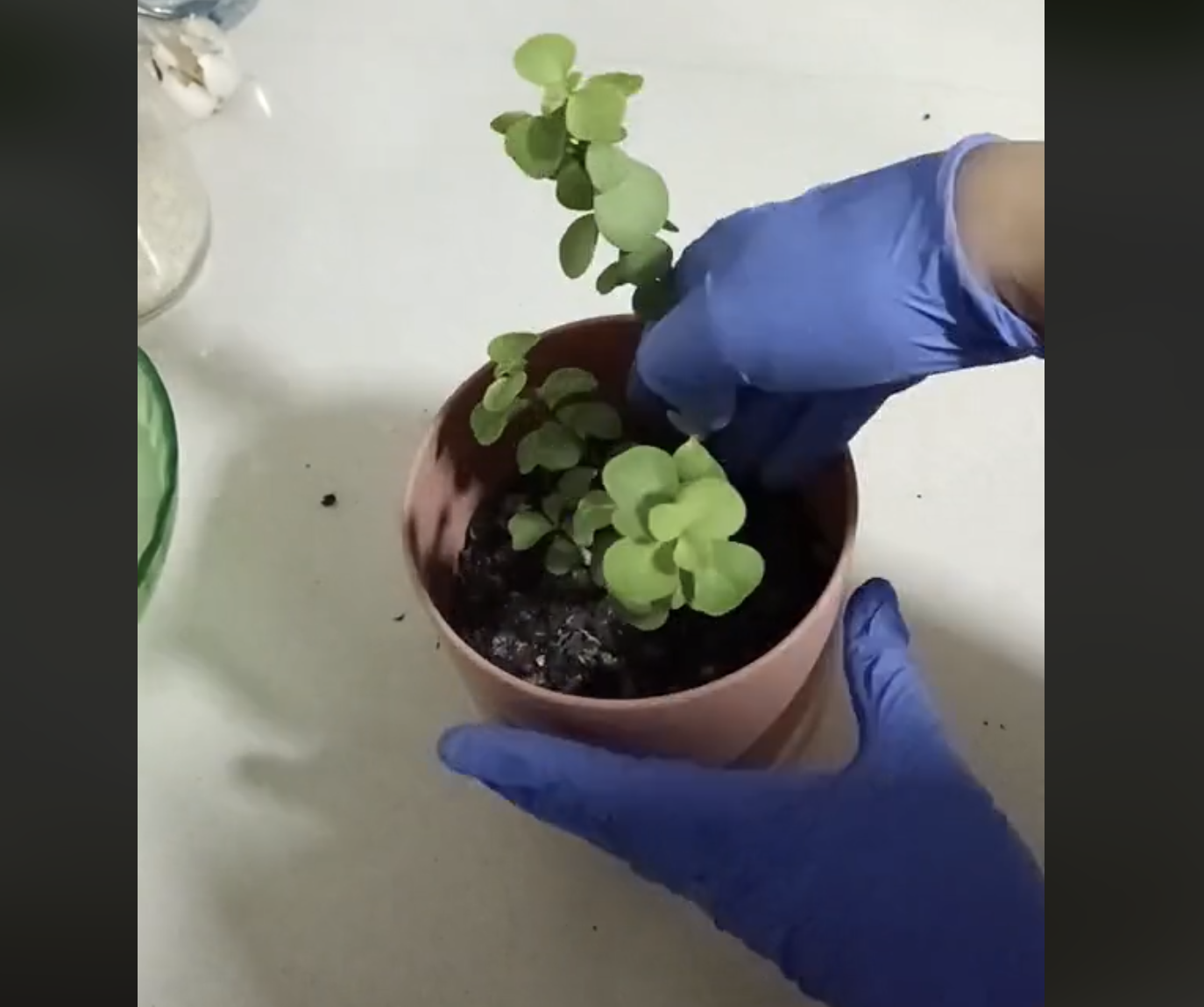 Con este truco podrás revivir rápidamente tus plantas marchitas