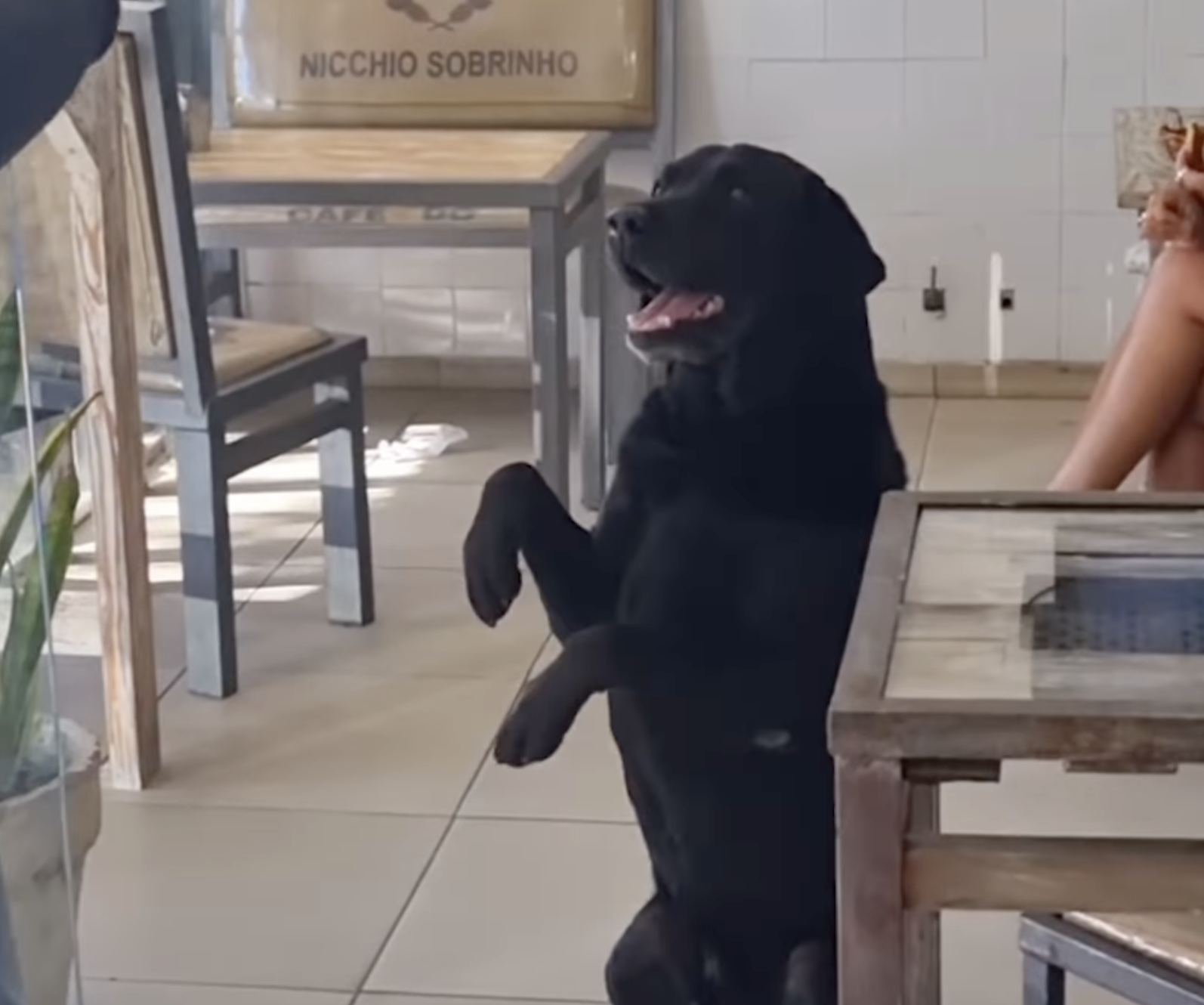 VÍDEO: Un hombre mayor sorprende a todos con su 'perro panadero'