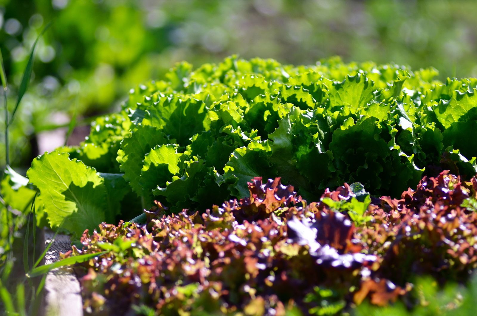 Crean una 'súper lechuga' con propiedades antioxidantes y potenciadora de la memoria