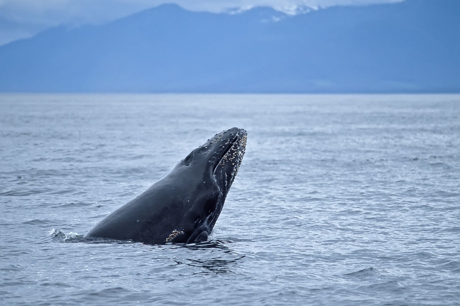 Identifican un nuevo canto de ballena en miles de horas de grabaciones