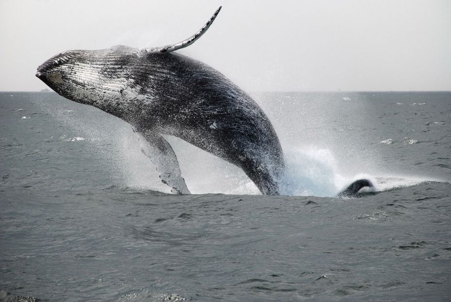 Identifican un nuevo canto de ballena en miles de horas de grabaciones