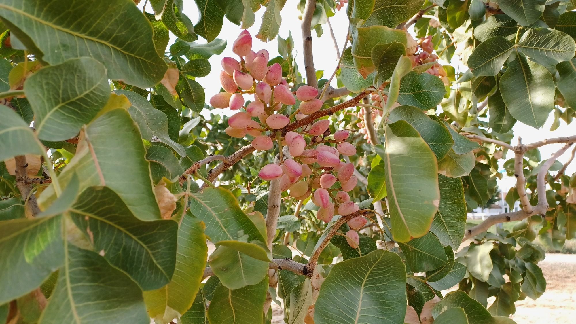 La Comunidad de Madrid investiga nuevos usos culinarios y nutricionales del pistacho