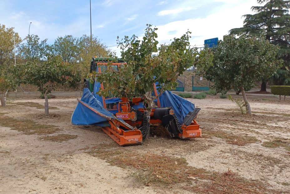 Comunidad de madrid cultivo de pistacho