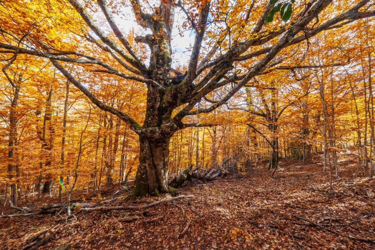 Hayedo de Montejo: un bosque de cuento a una hora de Madrid al que solo se puede acceder por sorteo