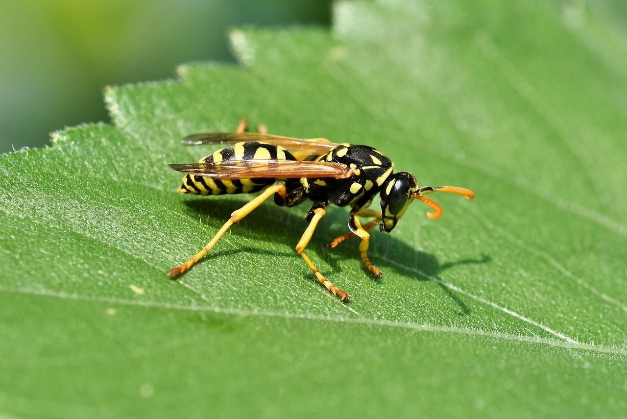 La UIB lanza una aplicación para detectar especies invasoras de insectos (Ayuntamiento de Astillero, Europa Press)