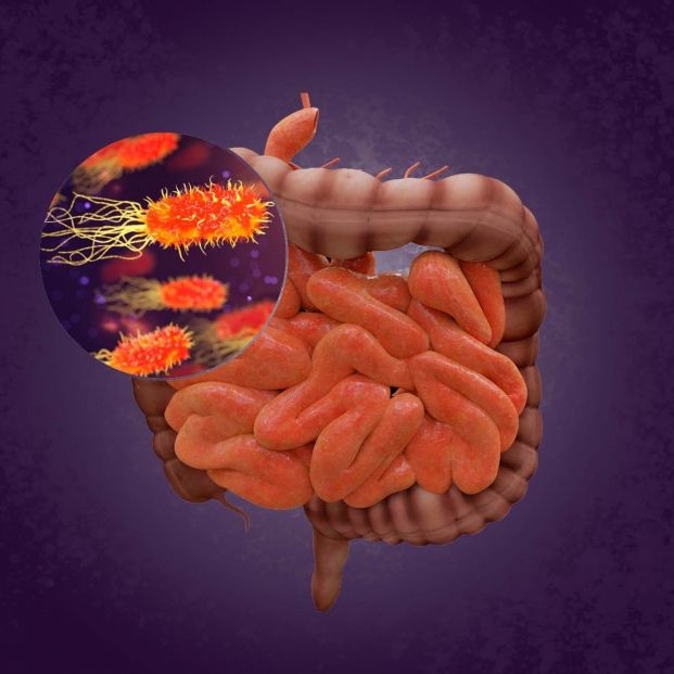 Intestino y bacterias. Fuente: CSIC