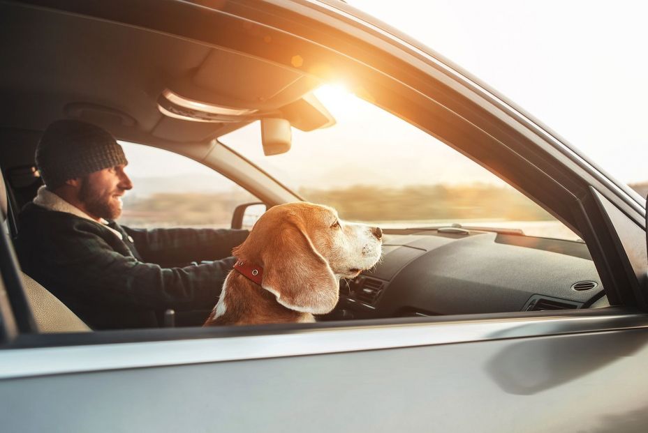 Cómo tienes que llevar asegurada a tu mascota en el coche para evitar una multa de la DGT (Bigstock)