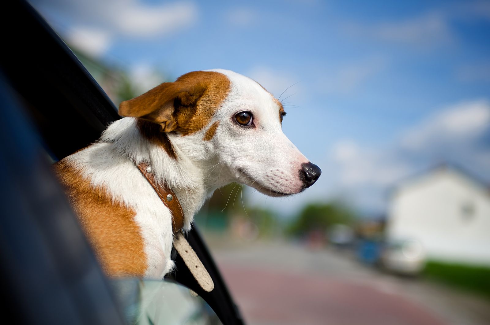 La multa que puede ponerte la DGT aunque lleves atado a tu perro en el coche (Bigstock)