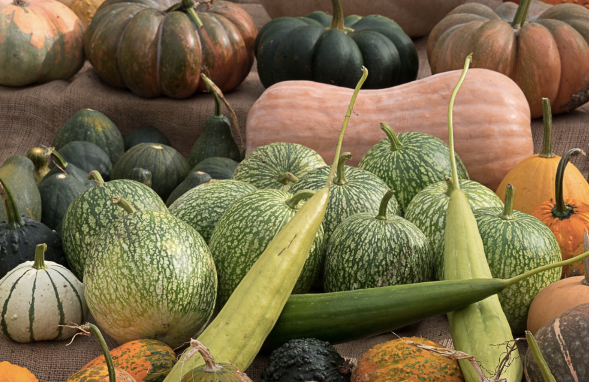 El Jardín Botánico muestra su espectacular colección de calabazas