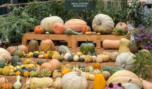 El Jardín Botánico expone su colección de calabazas, que van "más allá de la fiesta de Halloweeen"