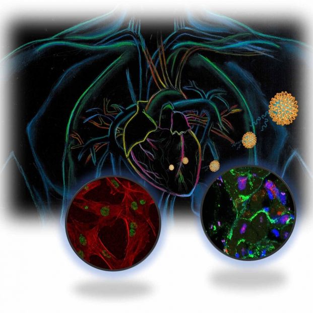 Trabajo de investigación en el IBIS sobre nuevas vías terapéuticas para abordar el infarto de miocardio. Fuente: Universidad de Sevilla