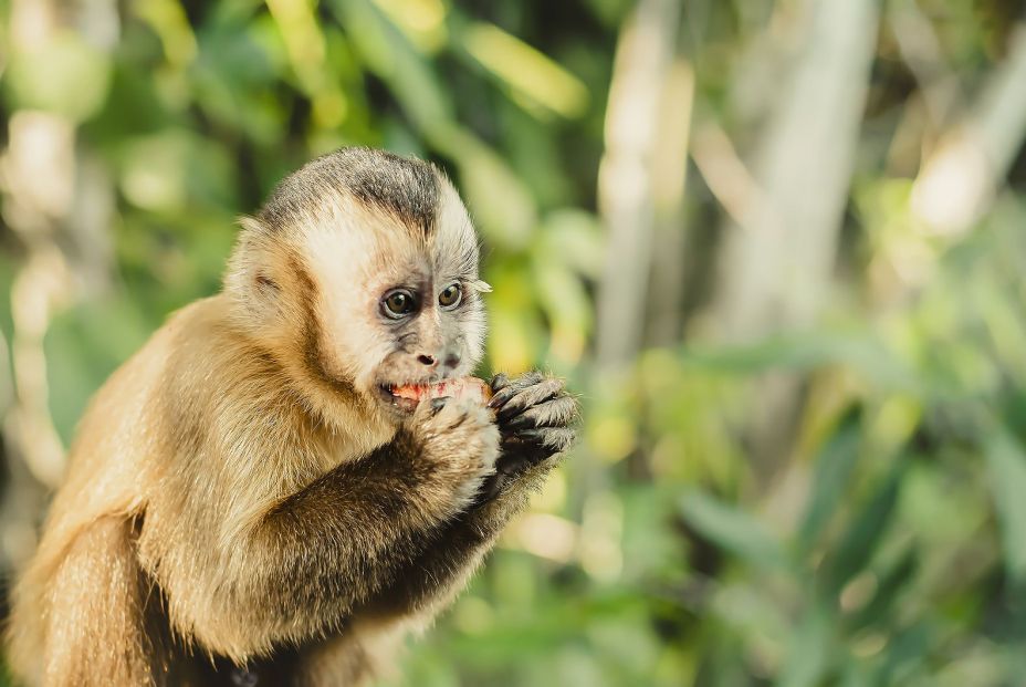 El consumo de alcohol de los animales podría ser habitual, según un estudio (Bigstock)