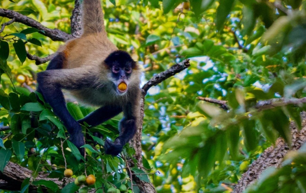 Los animales que consumen alcohol son más comunes de lo que crees (Nicholas Chapoy)