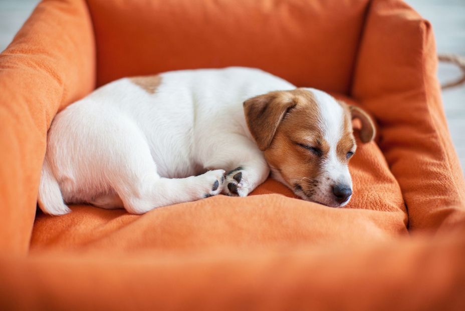 Los consejos de una veterinaria para que tu perro no se despierte en mitad de la noche (Bigstock)