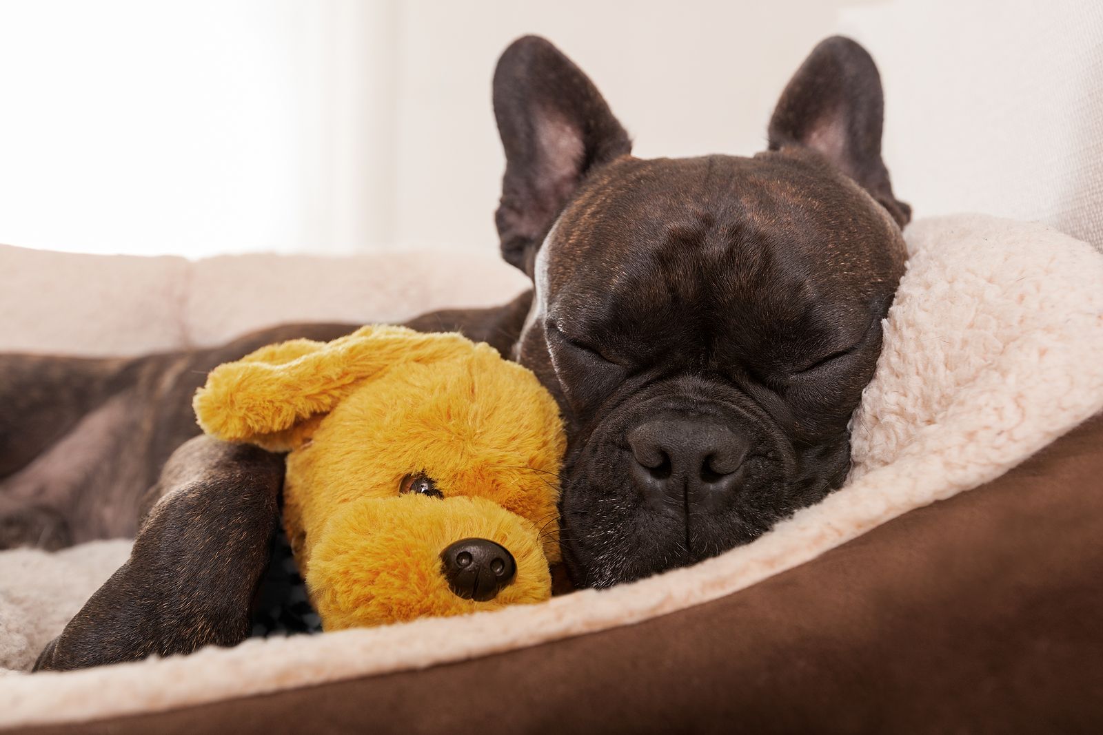 Los consejos de una veterinaria para que tu perro duerma toda la noche del tirón (Bigstock)