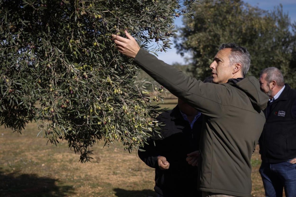 El Aceite de Madrid DOP celebra por todo lo alto su primer día de cosecha